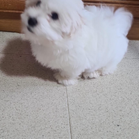 Maltese