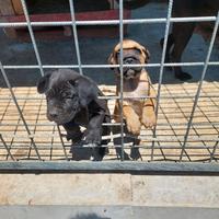 Disponibili cuccioli di cane corso kennel