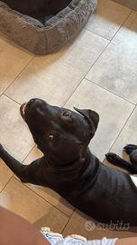 Cane pitbull