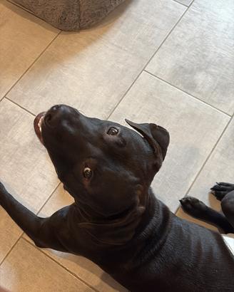 Cane pitbull
