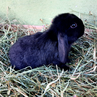 Conigli Coniglietti Ariete per minilop