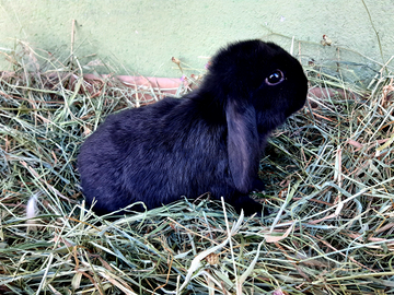 Conigli Coniglietti Ariete per minilop