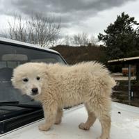 Cucciola Pastore maremmano