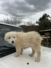 Cucciola Pastore maremmano