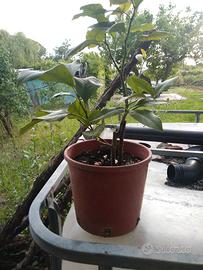 Piante