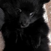 Cucciola di volpino femmina 4 mesi, vaccinata