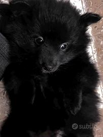 Cucciola di volpino femmina 4 mesi, vaccinata