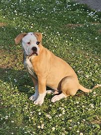 Cucciolo American Bulldog