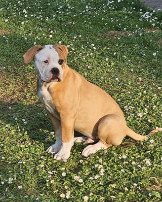 Cucciolo American Bulldog
