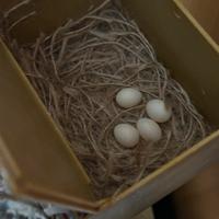 Diamanti di gould coppia