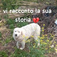 Perla e' una maremmana di 3 anni