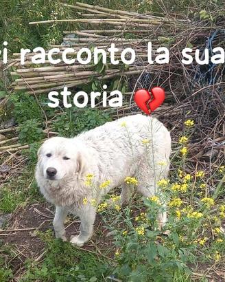 Perla e' una maremmana di 3 anni