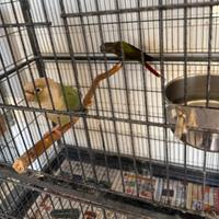 Coppia di pyrrhura con cites e sessaggi