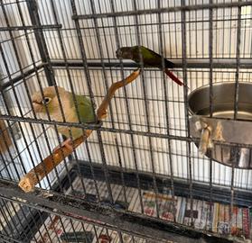 Coppia di pyrrhura con cites e sessaggi