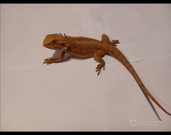 Dragu barbuto Bartagame