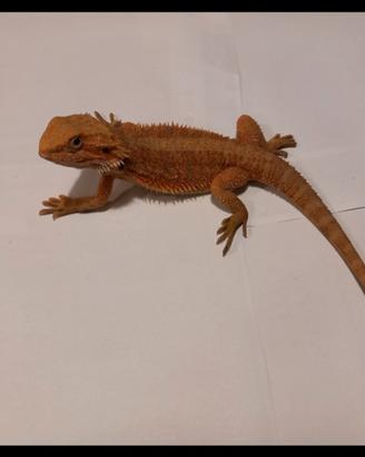 Dragu barbuto Bartagame