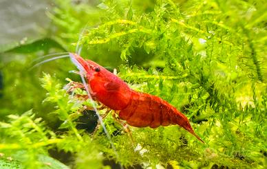 Neocaridine Red Sakura