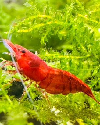 Neocaridine Red Sakura