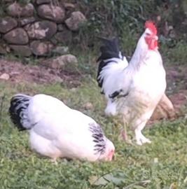 Gallo sundheimer puro