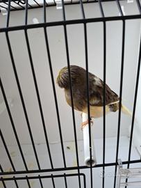 Canarini Gloster e non solo