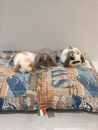 Conigli nani ariete mini lop