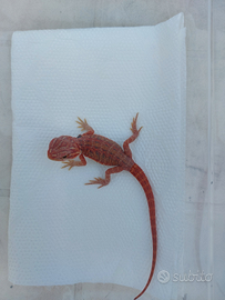 Pogona red / drago barbuto