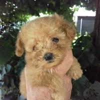 Barboncino albicocca