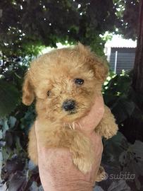 Barboncino albicocca