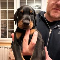 Dobermann Cucciolo Maschio