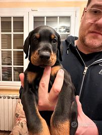 Dobermann Cucciolo Maschio