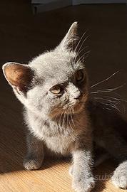 Gattino certosino con pedigree