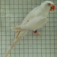 Coppia parrocchetti dal collare