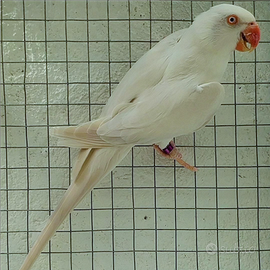 Coppia parrocchetti dal collare