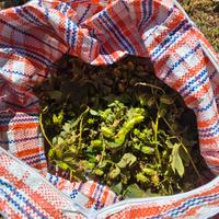 luppolo in pianta e coni