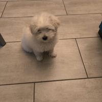 Maltese nana femmina