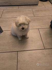 Maltese nana femmina