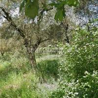 Uliveto di 2500 mq zona Morgi Calcata