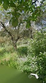 Uliveto di 2500 mq zona Morgi Calcata