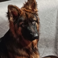 Cuccioloni Pastore tedesco Pelo Lungo