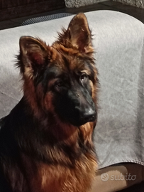 Cuccioloni Pastore tedesco Pelo Lungo