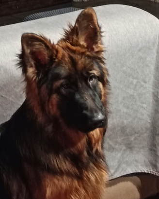 Cuccioloni Pastore tedesco Pelo Lungo