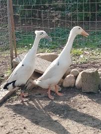 Anatra corritrice maschio