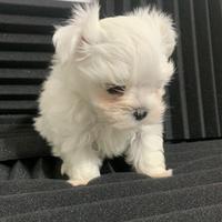 Cuccioli maltese maschi minuscoli