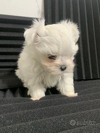 Cuccioli maltese maschi minuscoli