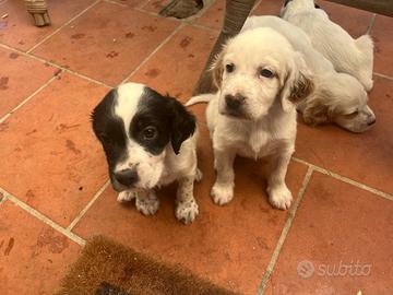 Setter inglesi con pedigree