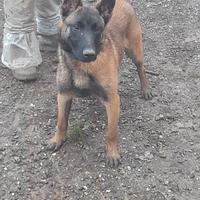 Pastore Belga Malinois