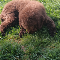 Lagotto romagnolo