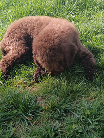 Lagotto romagnolo