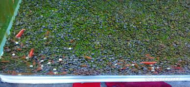 Neocaridine Cherry, Sakura, Bloody Mary, Yellew