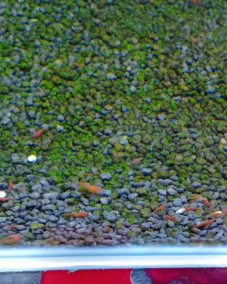 Neocaridine Cherry, Sakura, Bloody Mary, Yellew